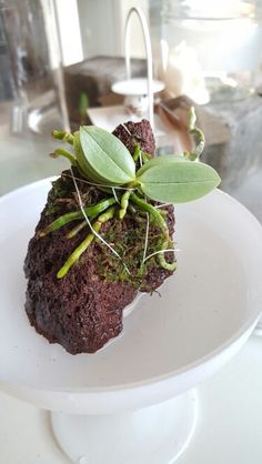 a white plate topped with a piece of cake covered in green plants