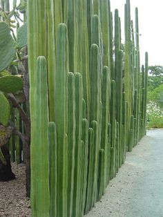 many green cactus plants growing on the side of a road