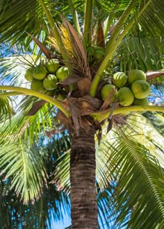 a palm tree with green coconuts growing on it