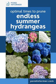 Article about the best time to prune Endless Summer hydrangeas, featuring expert advice on when and how to trim for the most vibrant and long-lasting blooms.