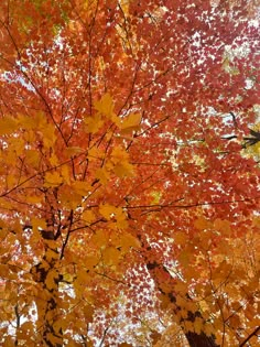 an orange and yellow tree with lots of leaves