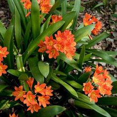 Clusters of bright orange flowers and long, green, thick, narrow leaves on a Clivia plant. Clivia Miniata, Dry Shade Plants, Fire Lily, Rogers Gardens, Growing Vines, Orange Plant, Australian Plants, Border Plants, New Roots