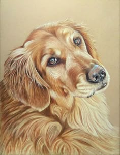 a drawing of a golden retriever dog with blue eyes and long hair sitting down