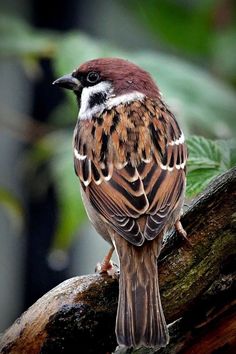 a brown and white bird sitting on top of a tree branch