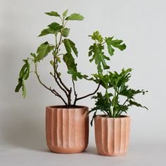 two potted plants sitting next to each other on a white surface with one plant in the middle