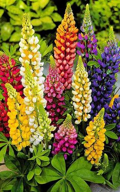 an assortment of colorful flowers in a pot