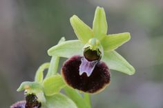 a close up of a flower with green leaves