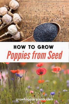 poppys and mushrooms with the title how to grow poppies from seed on top