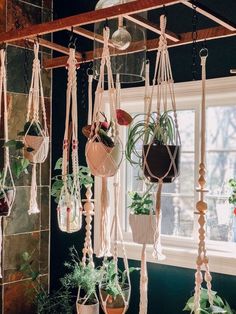 several hanging plants and potted plants in front of a window