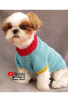 a small white dog wearing a blue sweater