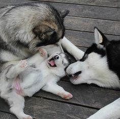 two dogs and a cat playing together on a wooden deck with their heads touching each other