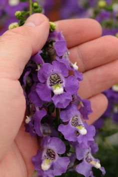 a person holding purple flowers in their hand