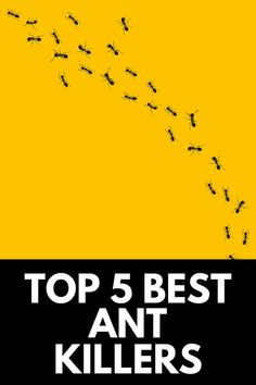 the top 5 best ant killers