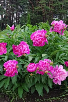 pink peonies are blooming in the garden