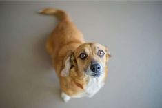 a brown and white dog looking up at the camera