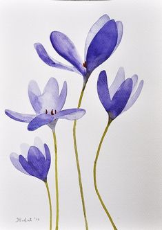 three purple flowers on a white background with watercolors in the bottom right corner