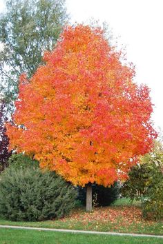 an orange tree in the middle of a park