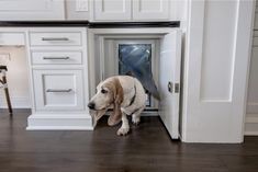 a dog that is standing in front of a door