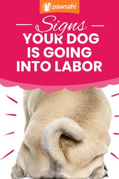 a dog with its head in the ground and text that reads signs your dog is going into labor