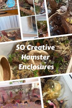 several pictures of different types of plants and other things in the background with text overlay that reads, 50 creative hamster enclosures