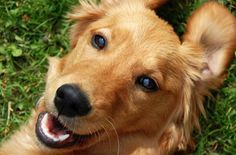 a close up of a dog laying in the grass