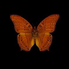 a large orange butterfly sitting on top of a black surface