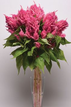 a vase filled with pink flowers on top of a table