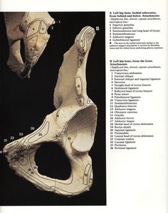 an image of the inside of a human skull with information about its parts and functions