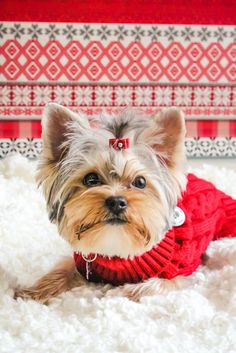 a small dog wearing a red sweater laying on top of a white carpeted floor