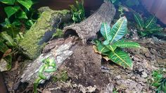 some green plants are growing out of the ground in front of a wooden fence and tree stump