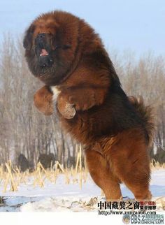 a large brown dog standing on its hind legs in the snow