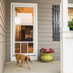 a dog is walking on the front porch