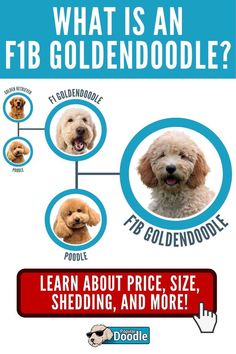 a poster with pictures of dogs and the words, what is an fib goldendoodle? learn about price, size, shedding, and more