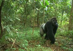 a gorilla is walking through the jungle