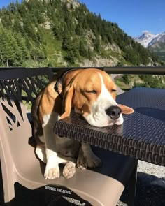 a brown and white dog sitting on top of a wooden table next to a forest