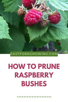 raspberry bush with the title how to prune raspberries