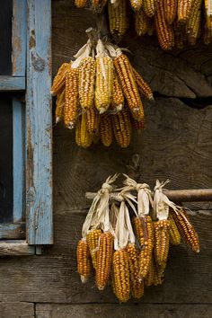 two bunches of corn hanging from the side of a wooden building next to a window