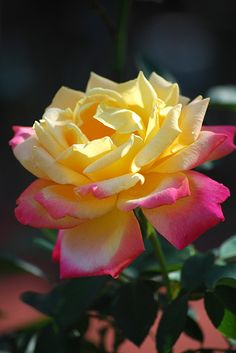 a yellow and pink rose with green leaves