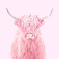 a pink cow with long horns standing in front of a pink background art print by design express