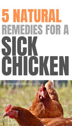 chickens in the grass with text that reads 5 natural remedies for a sick chicken