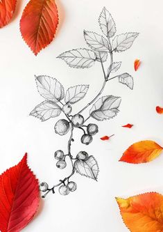 some leaves and berries on a white surface