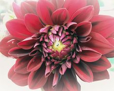 a large red flower sitting on top of a table