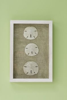 three sand dollar signs mounted on a green wall above a white shadow box with the word peace written in it