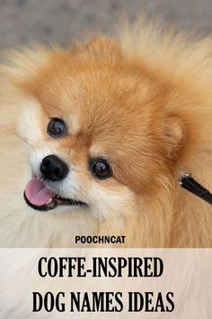 Coffee-Inspired Dog Names Ideas Coffee Names, Names Ideas, Choose One, All About Cats, Dog Names, Don T Know, Dog Life, Dog Cat, Puppies