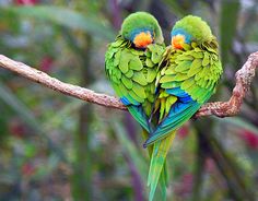 two pink birds sitting on top of a tree branch with an arabic quote above them