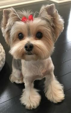 a small dog sitting on top of a wooden floor