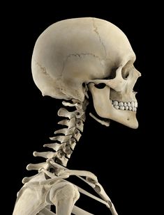 an image of a human skeleton showing the upper half