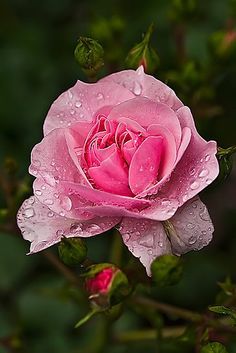 a pink rose with water droplets on it