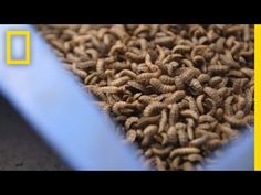 a pile of brown bugs sitting inside of a blue container