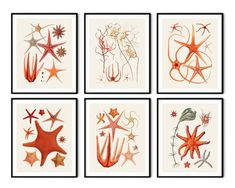 four framed pictures with different types of starfishs on them, one is red and the other is orange